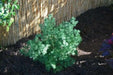 Ming Fern Seeds - - Caribbean garden seed