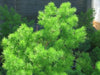 Ming Fern Seeds - - Caribbean garden seed