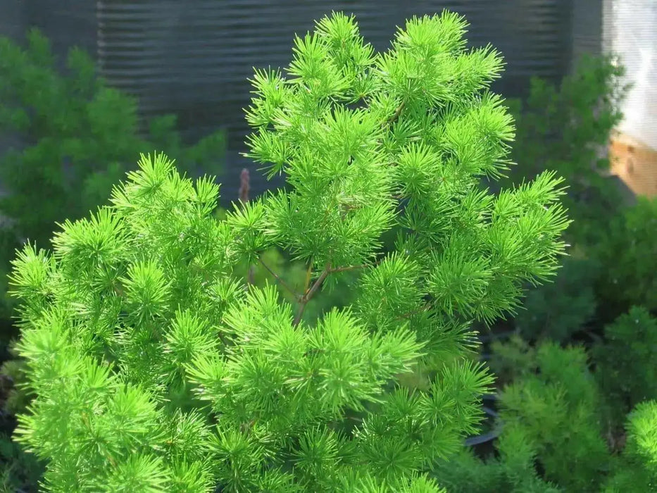 Ming Fern Seeds - - Caribbean garden seed
