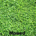 Miniclover  Seeds,Lawn alternative,Cover crop ,Ground cover,Erosion control ! - Caribbean garden seed