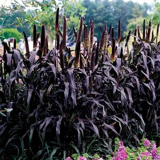 Millet Seeds, Purple Majesty (Pennisetum glaucum) AAS Gold winner 2003. Head-high, dark purple and very handsome. - Caribbean garden seed