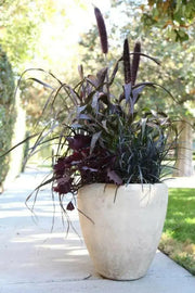 Millet Seeds, Purple Majesty (Pennisetum glaucum) AAS Gold winner 2003. Head-high, dark purple and very handsome. - Caribbean garden seed