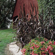 Millet Seeds, Purple Majesty (Pennisetum glaucum) AAS Gold winner 2003. Head-high, dark purple and very handsome. - Caribbean garden seed