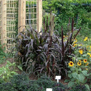 Millet Seeds, Purple Majesty (Pennisetum glaucum) AAS Gold winner 2003. Head-high, dark purple and very handsome. - Caribbean garden seed