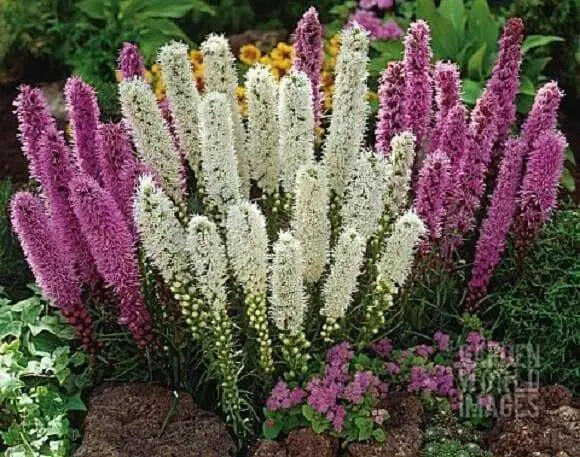 Mix Blazing Star, LIATRIS Spicata, Butterfly Plant, Flower Bulbs Perennial - Caribbean garden seed