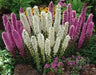 Mix Blazing Star, LIATRIS Spicata, Butterfly Plant, Flower Bulbs Perennial - Caribbean garden seed