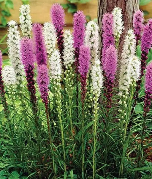 Mix Blazing Star, LIATRIS Spicata, Butterfly Plant, Flower Bulbs Perennial - Caribbean garden seed
