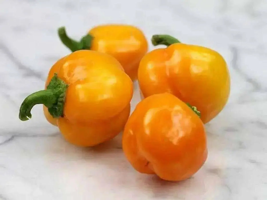 Mini Yellow Bell Pepper - Capsicum annuum , Organically Grown - Caribbean garden seed