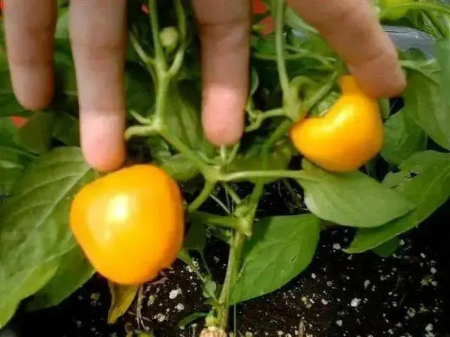 Mini Yellow Bell Pepper - Capsicum annuum , Organically Grown - Caribbean garden seed