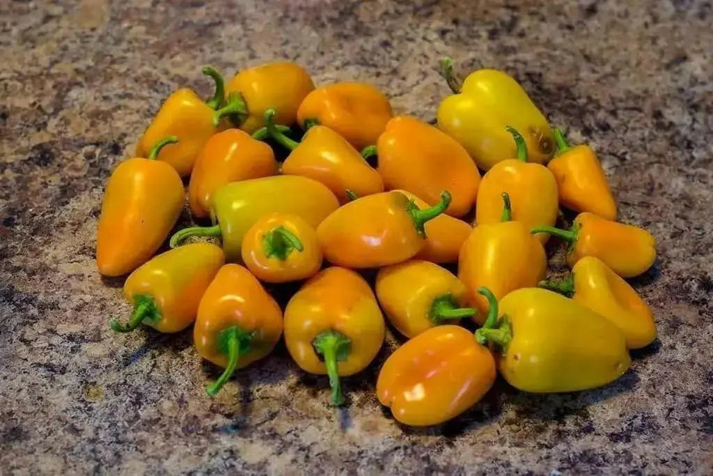 Mini Yellow Bell Pepper - Capsicum annuum , Organically Grown - Caribbean garden seed