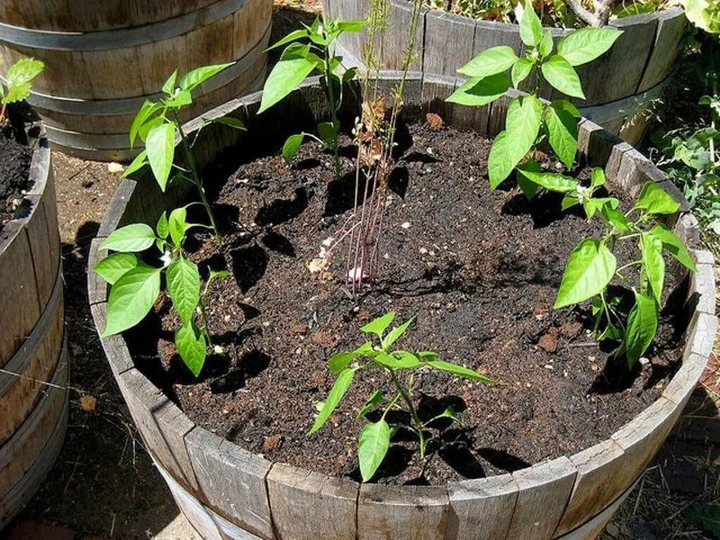 Mini Yellow Bell Pepper - Capsicum annuum , Organically Grown - Caribbean garden seed