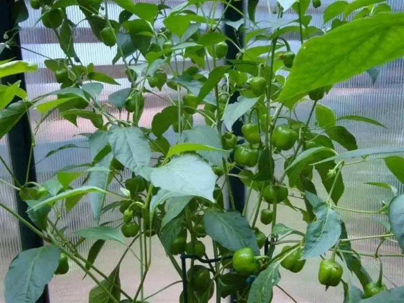 Mini Yellow Bell Pepper - Capsicum annuum , Organically Grown - Caribbean garden seed