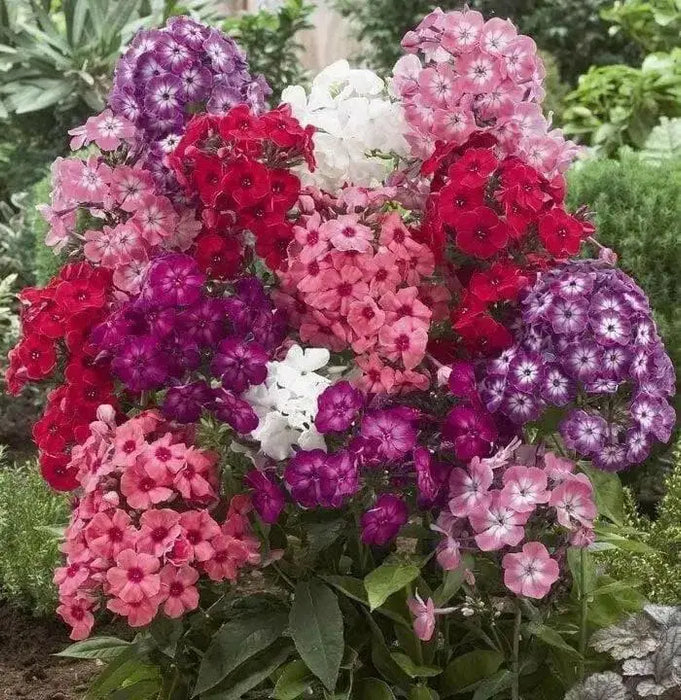 Mix,Summer Phlox (Plant/ Root) annual - Caribbean garden seed