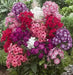 Mix,Summer Phlox (Plant/ Root) annual - Caribbean garden seed