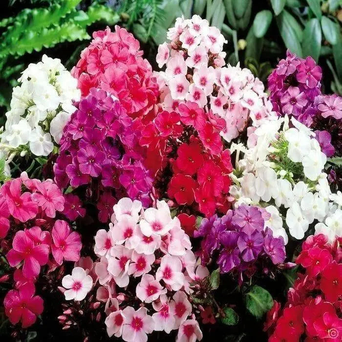 Mix,Summer Phlox (Plant/ Root) annual - Caribbean garden seed