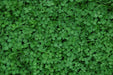 Miniclover Seeds,Lawn alternative,Cover crop ,Ground cover,Erosion control ! - Caribbean garden seed