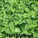 Miniclover Seeds,Lawn alternative,Cover crop ,Ground cover,Erosion control ! - Caribbean garden seed