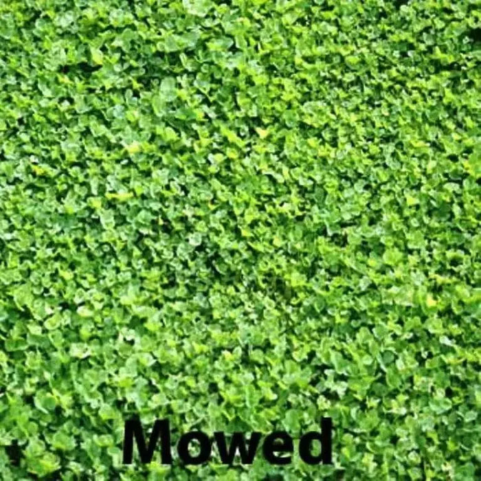 Miniclover Seeds,Lawn alternative,Cover crop ,Ground cover,Erosion control ! - Caribbean garden seed
