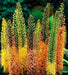 MIXED Eremurus (Foxtail Lily) Bareroot plant - Caribbean garden seed