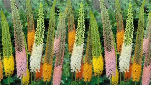 MIXED Eremurus (Foxtail Lily) Bareroot plant - Caribbean garden seed