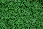 Miniclover Seeds,Lawn alternative,Cover crop ,Ground cover,Erosion control ! - Caribbean garden seed