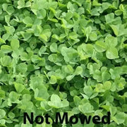 Miniclover Seeds,Lawn alternative,Cover crop ,Ground cover,Erosion control ! - Caribbean garden seed