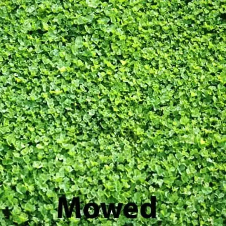 Miniclover Seeds,Lawn alternative,Cover crop ,Ground cover,Erosion control ! - Caribbean garden seed