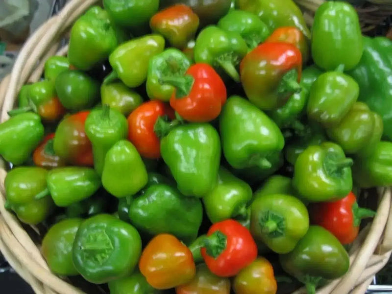 Mini red Bell Pepper Seeds,  - Capsicum annuum ,Organically Grown - Caribbean garden seed