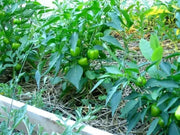 Mini red Bell Pepper Seeds,  - Capsicum annuum ,Organically Grown - Caribbean garden seed