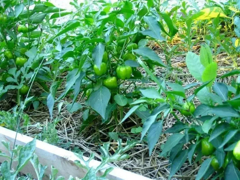 Mini red Bell Pepper Seeds,  - Capsicum annuum ,Organically Grown - Caribbean garden seed