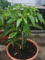 Mini red Bell Pepper Seeds,  - Capsicum annuum ,Organically Grown - Caribbean garden seed