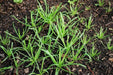 Minutina Seeds , Buckshorn Greens - Caribbean garden seed
