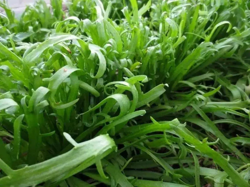 Minutina Seeds , Buckshorn Greens - Caribbean garden seed