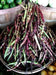 Mississippi Purple Southern PEA (Brown crowder, )  A  Peas,Great Flavor, Shell pea - Caribbean garden seed