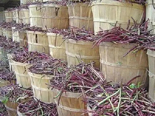 Mississippi Purple Southern PEA (Brown crowder, )  A  Peas,Great Flavor, Shell pea - Caribbean garden seed