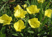Missouri Dwarf Evening Primrose., FLOWERS SEED - Caribbean garden seed