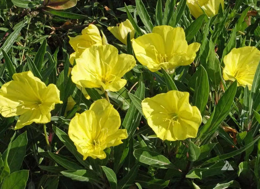 Missouri Dwarf Evening Primrose., FLOWERS SEED - Caribbean garden seed