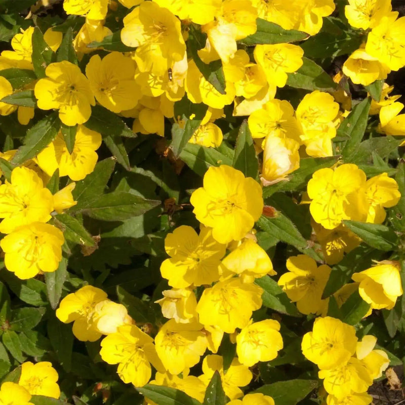 Missouri Dwarf Evening Primrose., FLOWERS SEED - Caribbean garden seed