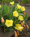 Missouri Dwarf Evening Primrose., FLOWERS SEED - Caribbean garden seed