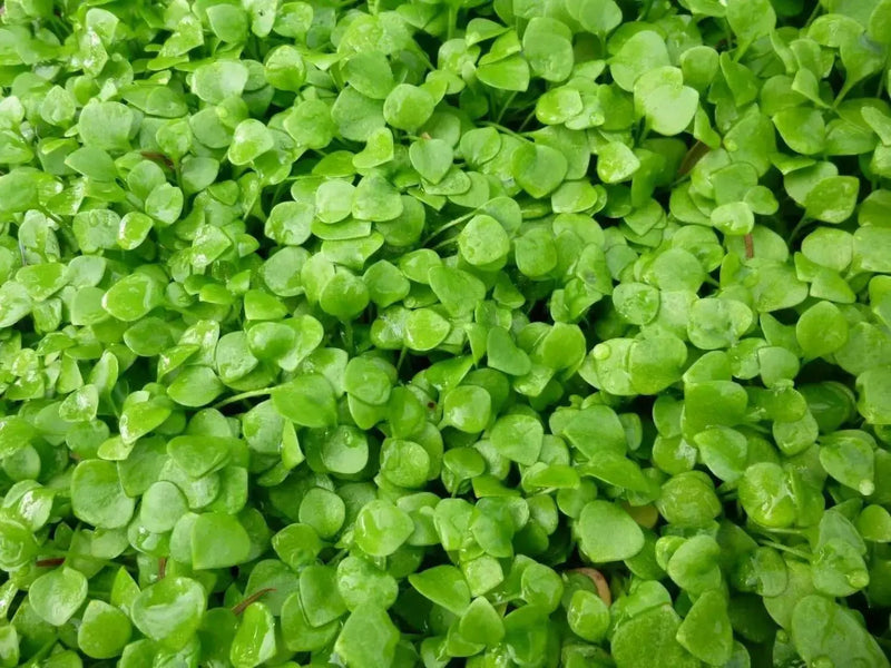 Miner's Lettuce Seeds,Cold-hardy salad greens. - Caribbean garden seed
