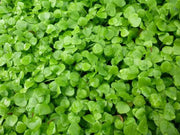 Miner's Lettuce Seeds,Cold-hardy salad greens. - Caribbean garden seed