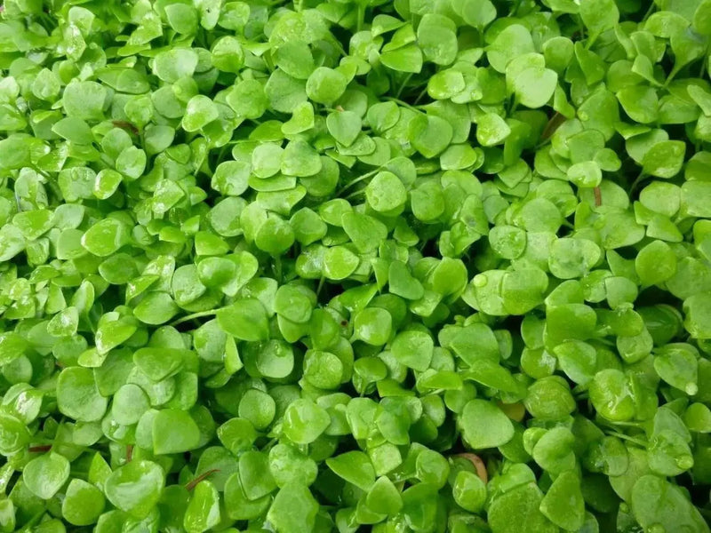 Miner's Lettuce Seeds,Cold-hardy salad greens. - Caribbean garden seed