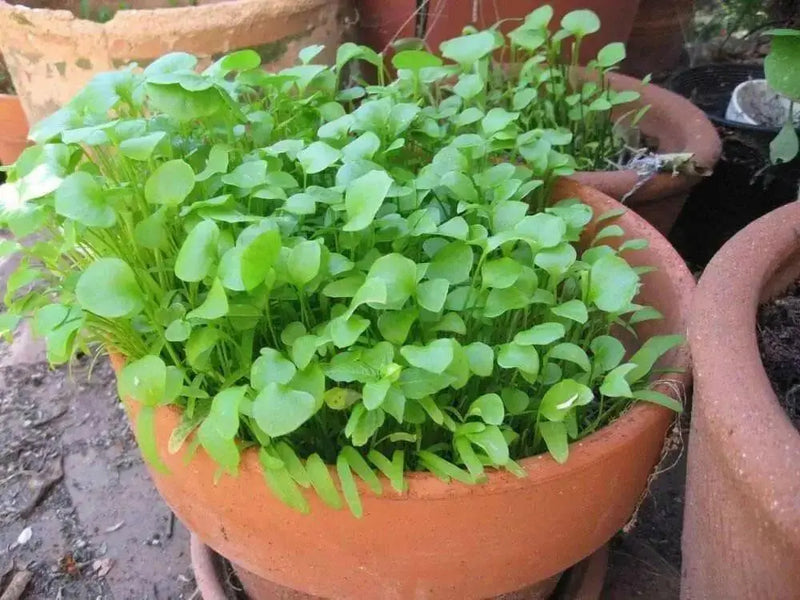 Miner's Lettuce Seeds,Cold-hardy salad greens. - Caribbean garden seed