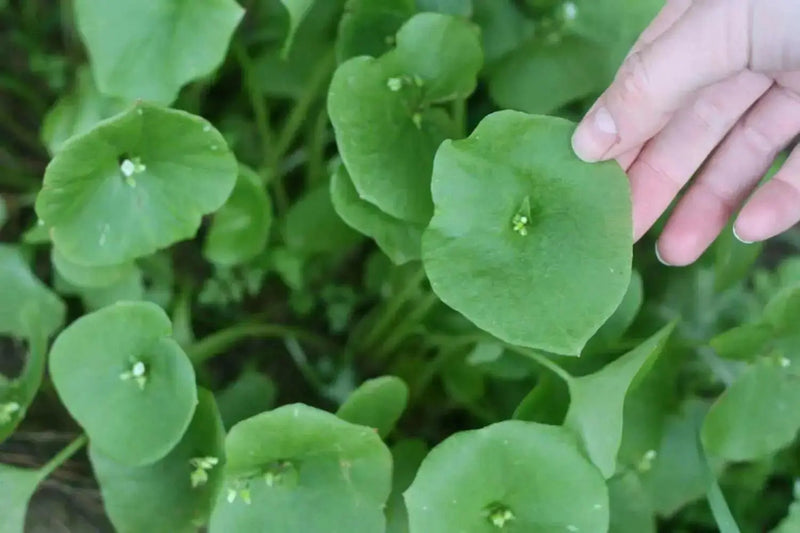 Miner's Lettuce Seeds,Cold-hardy salad greens. - Caribbean garden seed