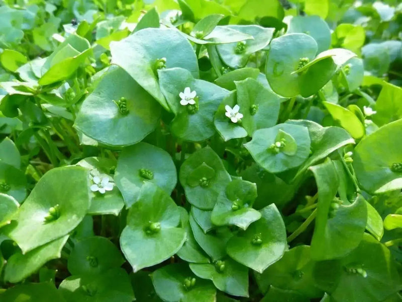 Miner's Lettuce Seeds,Cold-hardy salad greens. - Caribbean garden seed