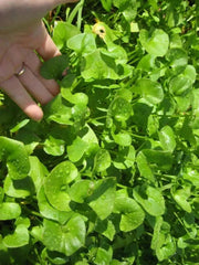 Miner's Lettuce Seeds,Cold-hardy salad greens. - Caribbean garden seed