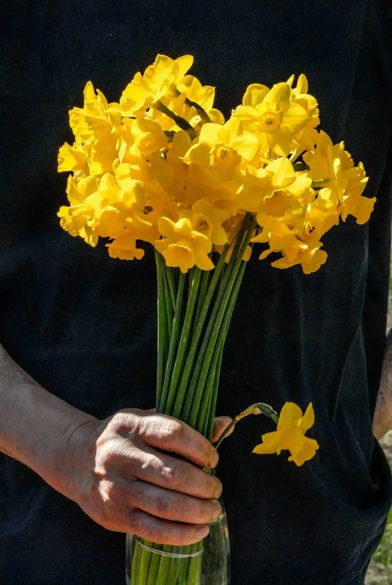 Mini Daffodil Quail,Bulbs, FRAGRANT FLOWERS - Caribbean garden seed