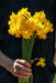 Mini Daffodil Quail,Bulbs, FRAGRANT FLOWERS - Caribbean garden seed