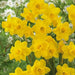 Mini Daffodil Quail,Bulbs, FRAGRANT FLOWERS - Caribbean garden seed