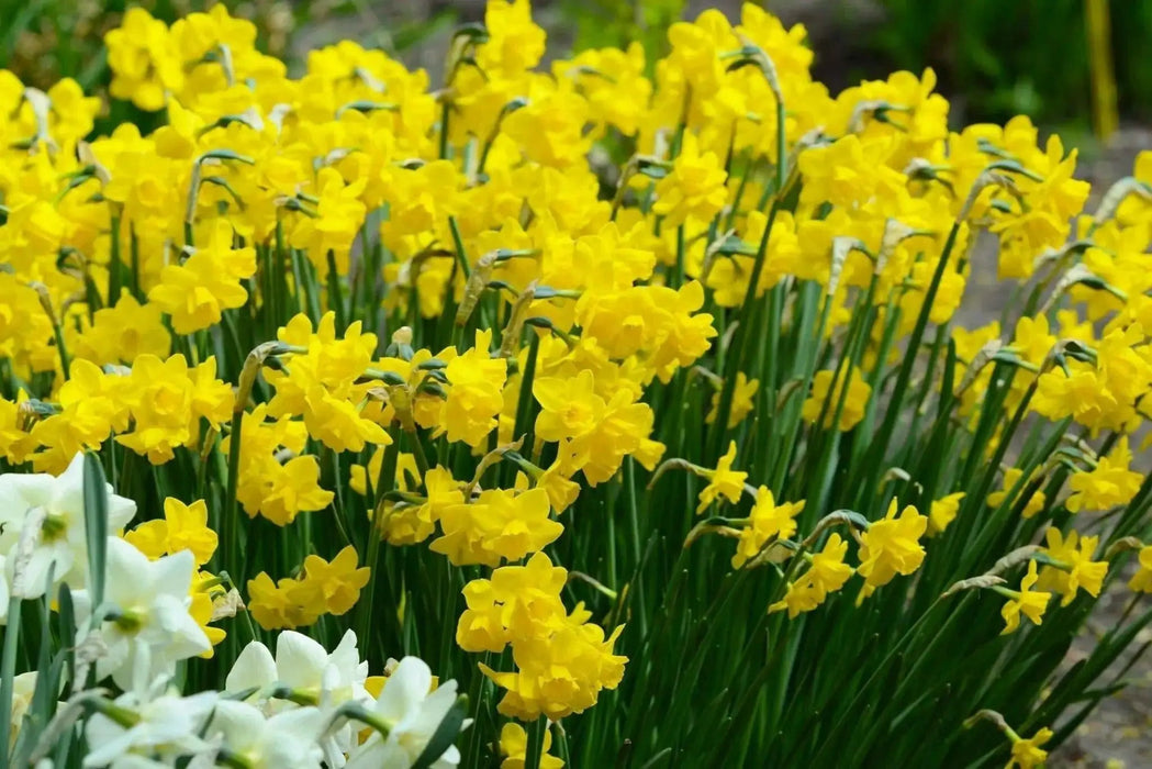 Mini Daffodil Quail,Bulbs, FRAGRANT FLOWERS - Caribbean garden seed